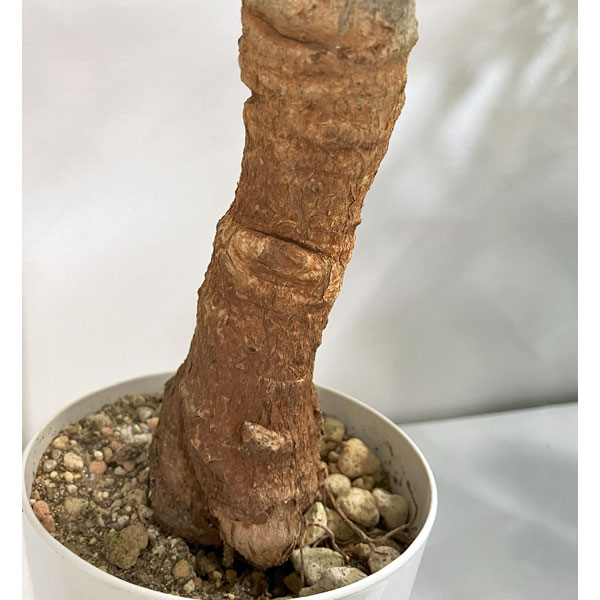 [送料無料]バオバブ 鉢植え（樹高約30cm、12年生）