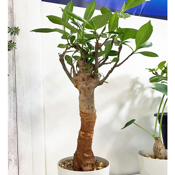 [送料無料]バオバブ 鉢植え（樹高約30cm、12年生）