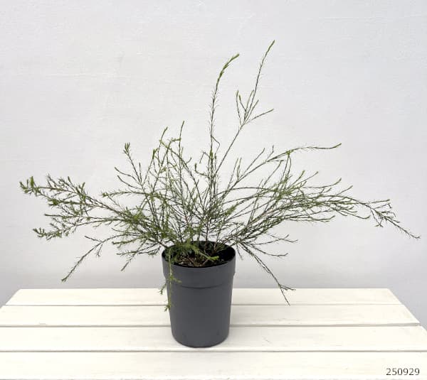 メラレウカ:アルミラリスピンク5号鉢植え