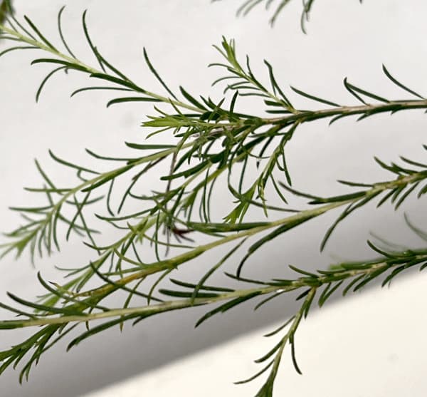 メラレウカ:アルミラリスピンク5号鉢植え