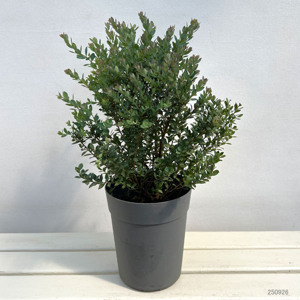 ブルーベリー:インディゴブルー6号鉢植え