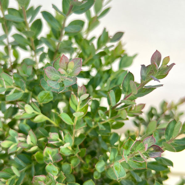 ブルーベリー:インディゴブルー6号鉢植え