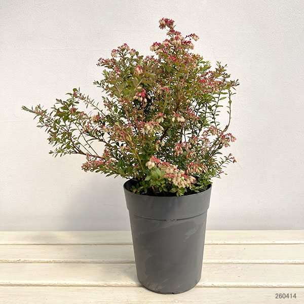 ブルーベリー:インディゴブルー6号鉢植え