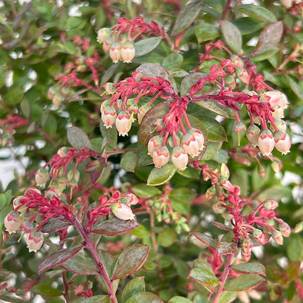 ブルーベリー:インディゴブルー6号鉢植え