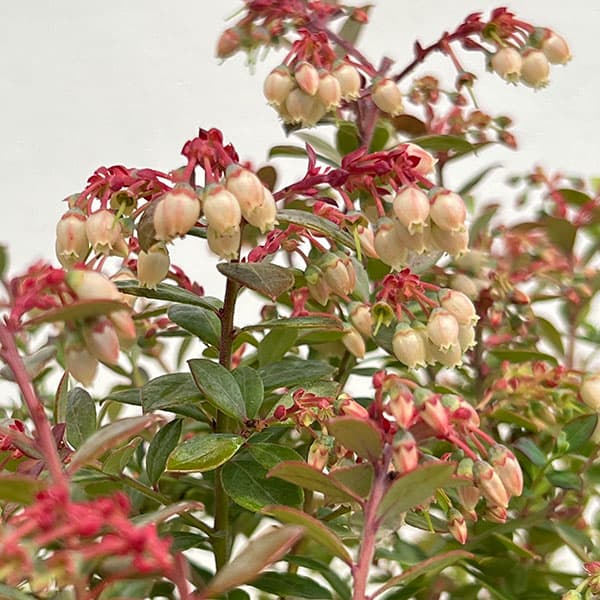 ブルーベリー:インディゴブルー6号鉢植え