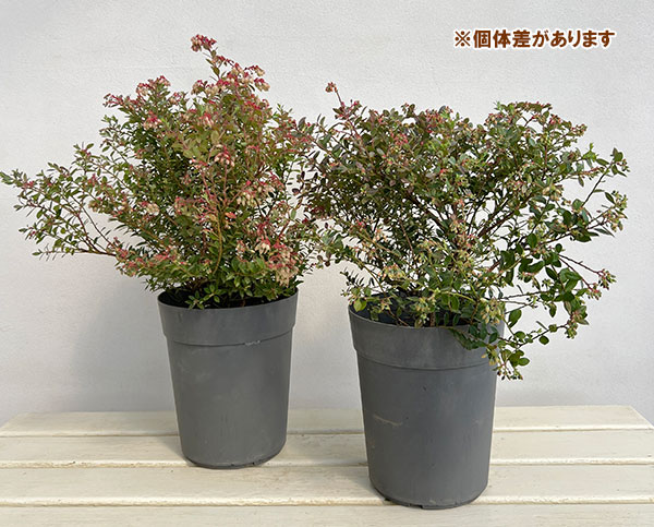 ブルーベリー:インディゴブルー6号鉢植え