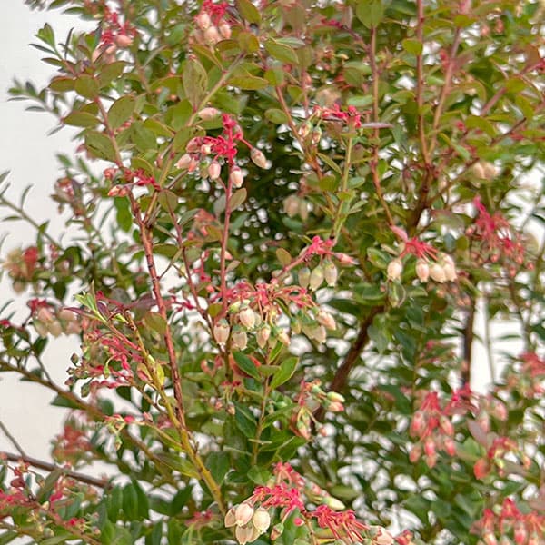 ブルーベリー:インディゴブルー6号鉢植え