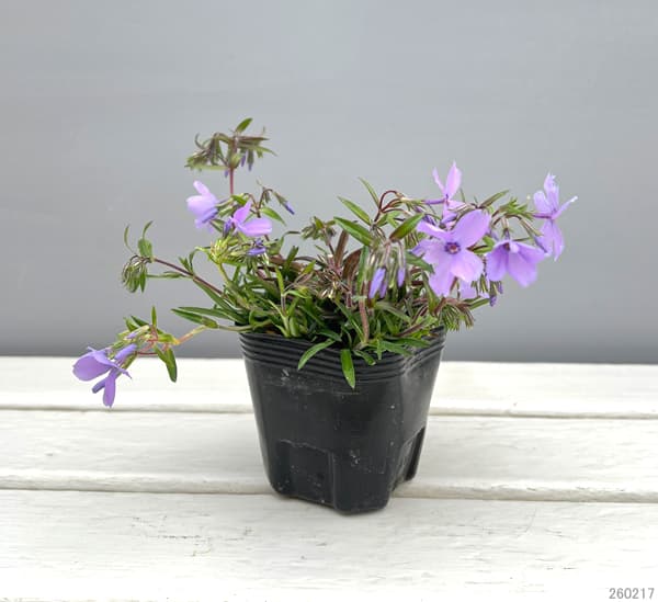 倍咲く芝桜（シバザクラ）：ウッドランダー ペリウィンクル3号ポット