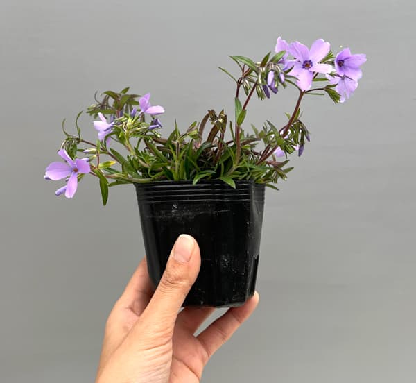 倍咲く芝桜（シバザクラ）：ウッドランダー ペリウィンクル3号ポット