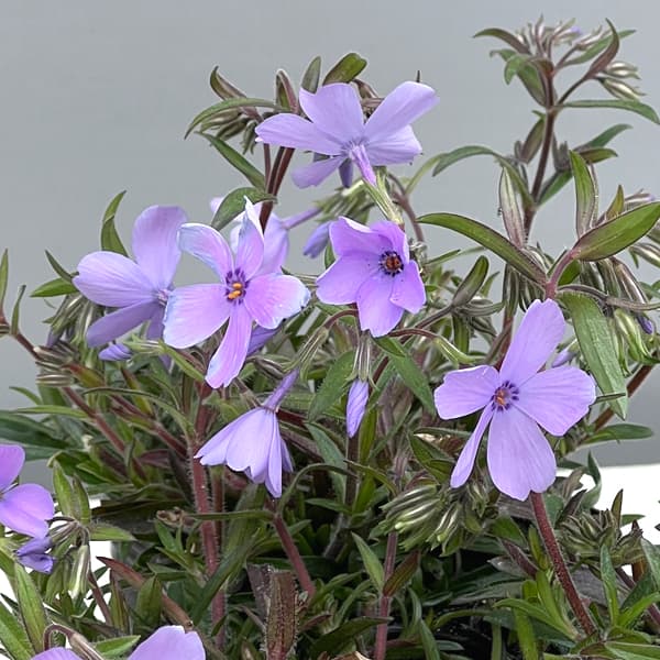 倍咲く芝桜（シバザクラ）：ウッドランダー ペリウィンクル3号ポット