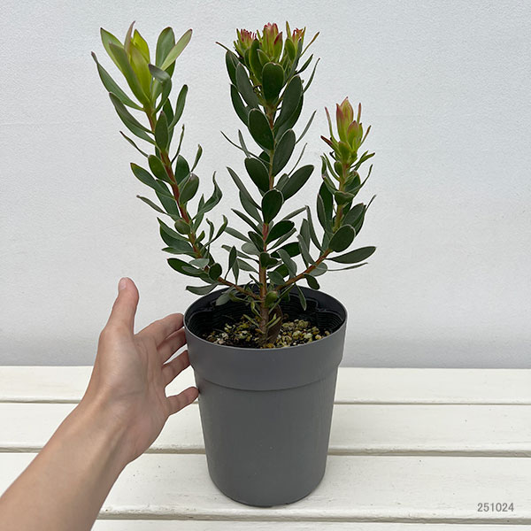 リューカデンドロン：サマーサン  5号ポット