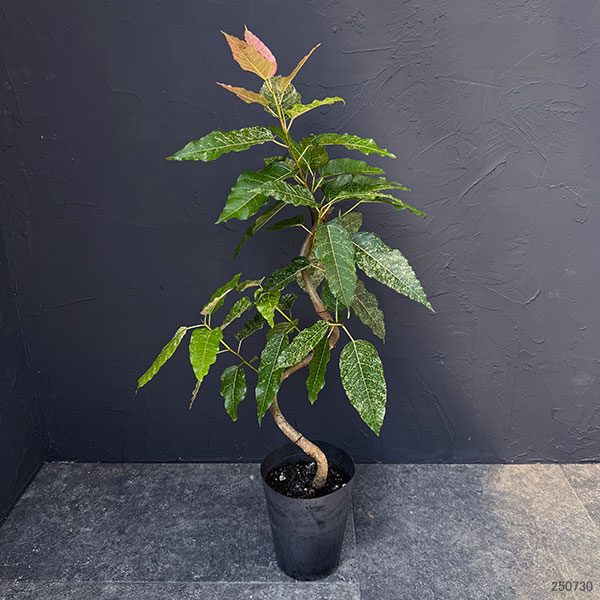 [ザ・ファームセレクト]フィカス：スノーストーム　5号鉢植え