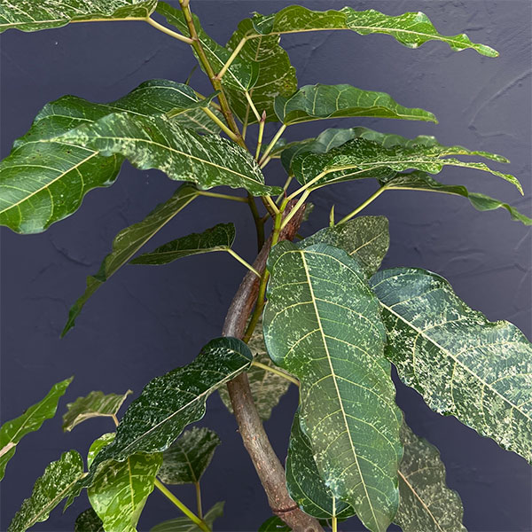 [ザ・ファームセレクト]フィカス：スノーストーム　5号鉢植え
