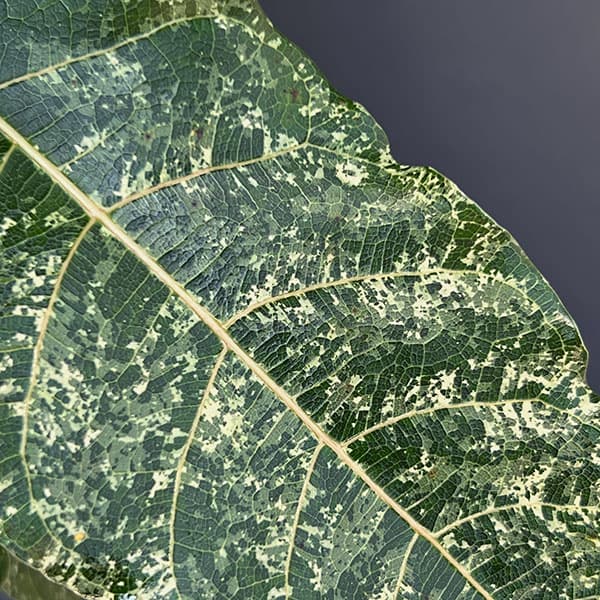 [ザ・ファームセレクト]フィカス：スノーストーム　5号鉢植え