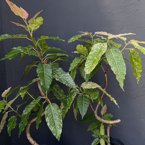 [ザ・ファームセレクト]フィカス：スノーストーム　5号鉢植え