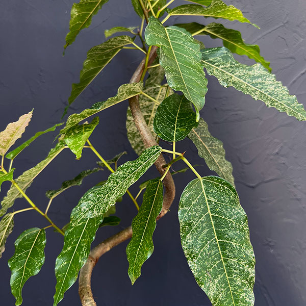 [ザ・ファームセレクト]フィカス：スノーストーム　5号鉢植え