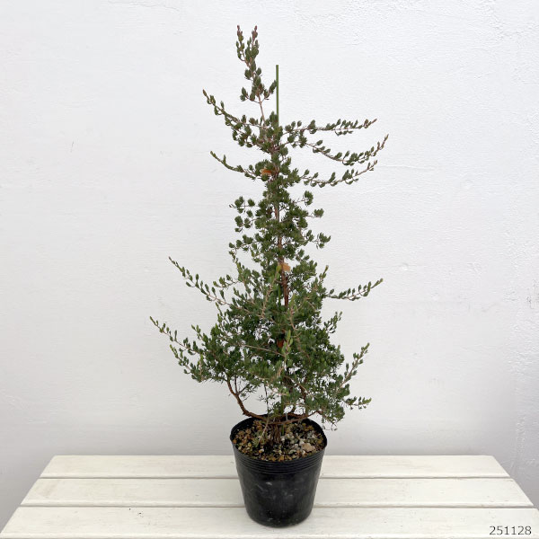 ダーウィニア：タクシフォリア（ツリー仕立て）5号ポット
