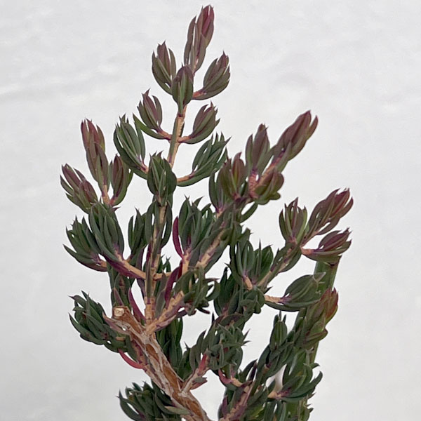 ダーウィニア：タクシフォリア（ツリー仕立て）5号ポット