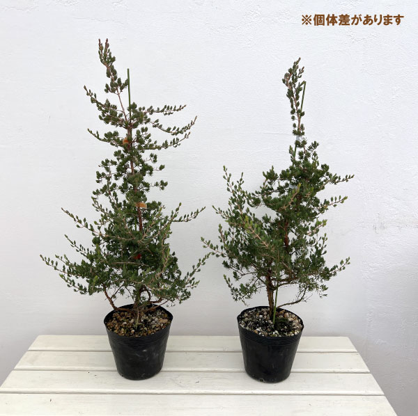 ダーウィニア：タクシフォリア（ツリー仕立て）5号ポット