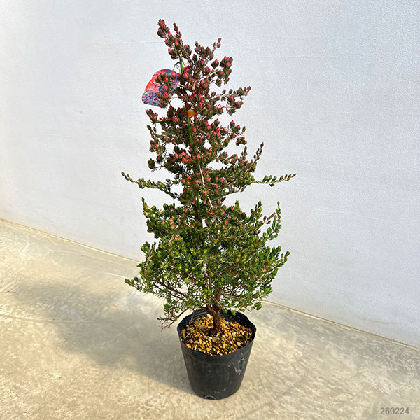 ダーウィニア：タクシフォリア（ツリー仕立て）5号ポット