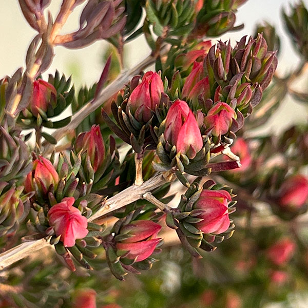 ダーウィニア：タクシフォリア（ツリー仕立て）5号ポット