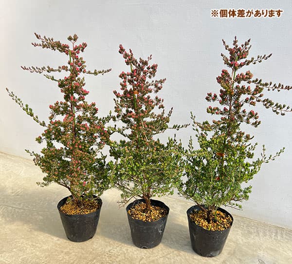 ダーウィニア：タクシフォリア（ツリー仕立て）5号ポット