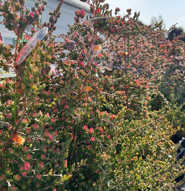 ダーウィニア：タクシフォリア（ツリー仕立て）5号ポット