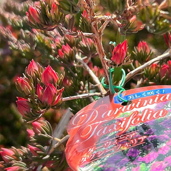 ダーウィニア：タクシフォリア（ツリー仕立て）5号ポット