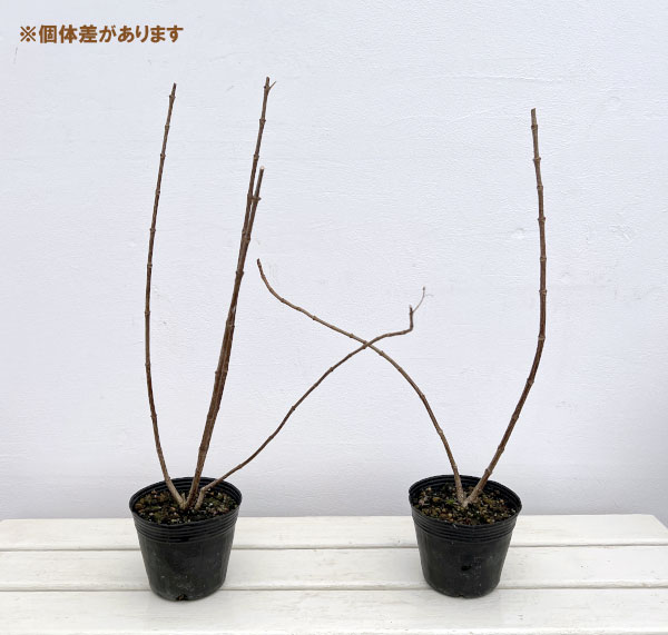 ノリウツギ(糊空木):シュガーラッシュ4号ポット