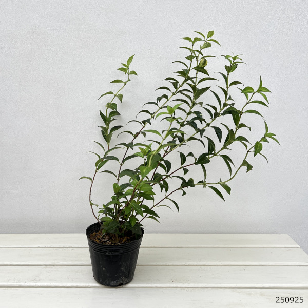 コガクウツギ:紺照(コンテリ)ウツギ4号ポット