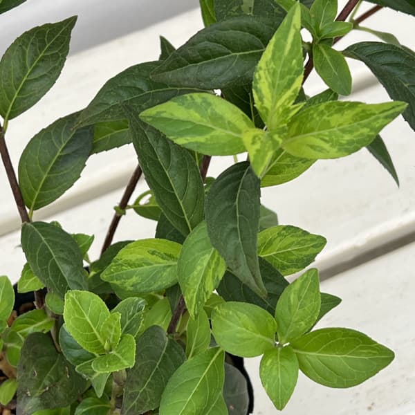 コガクウツギ:紺照(コンテリ)ウツギ4号ポット