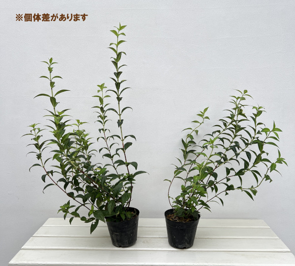 コガクウツギ:紺照(コンテリ)ウツギ4号ポット