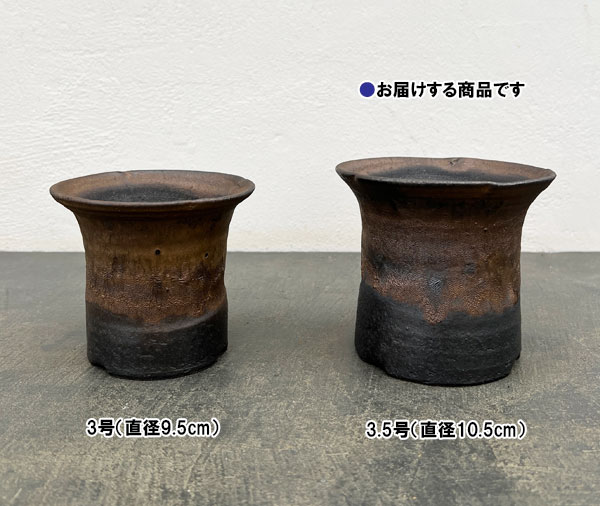 信楽焼き：金彩セッコク 3.5号（直径約10.5cm）