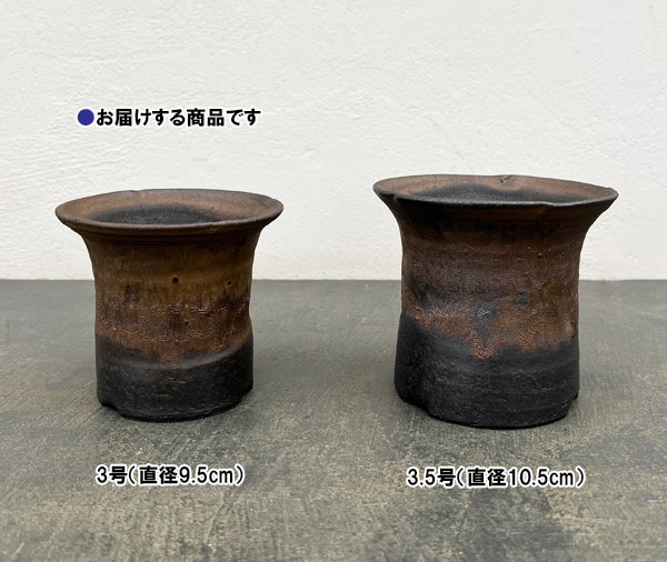 信楽焼き：金彩セッコク 3号（直径約9.5cm）