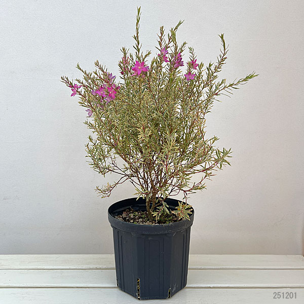 [26年3月中下旬予約]サザンクロス：フイリーナクイーン 7号鉢植え