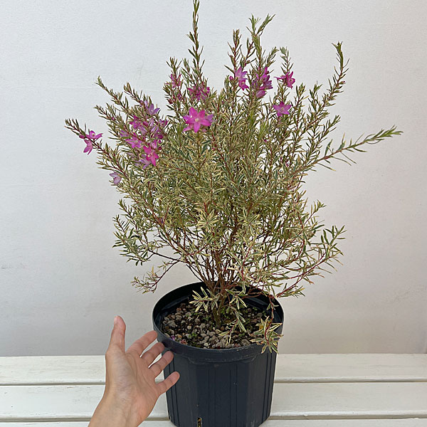 [26年3月中下旬予約]サザンクロス：フイリーナクイーン 7号鉢植え