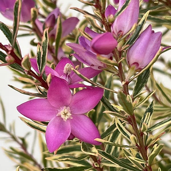 [26年3月中下旬予約]サザンクロス：フイリーナクイーン 7号鉢植え