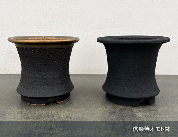 信楽焼き：金彩オモト 5号（直径約15cm）