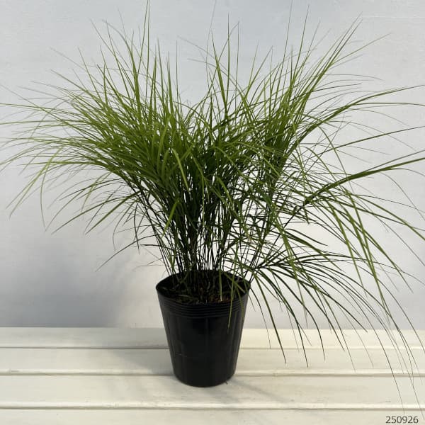 園芸ネット本店｜黒軸常緑スゲ5号ポット の通販【公式】