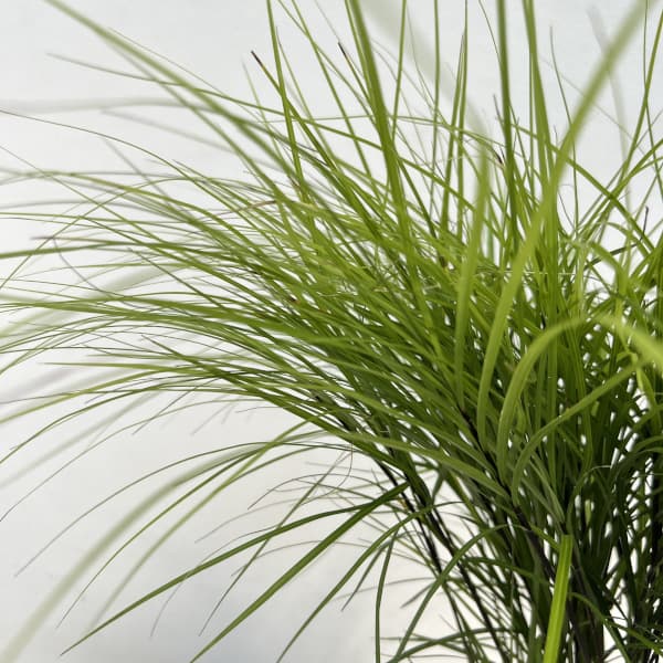 [棚卸セール]黒軸常緑スゲ5号ポット