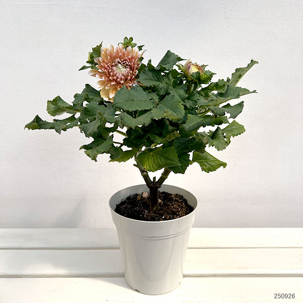 ダリア:リド5号鉢植えト
