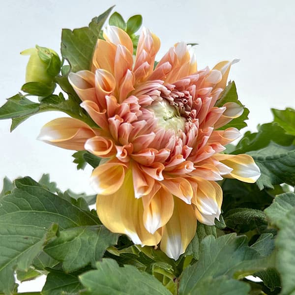 ダリア:リド5号鉢植えト