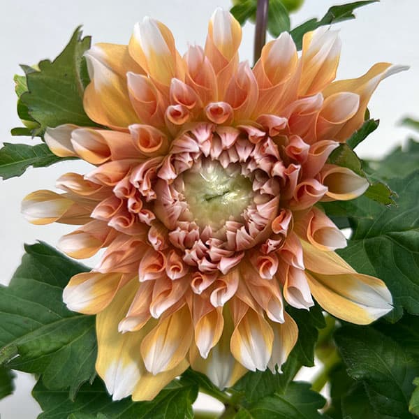 ダリア:リド5号鉢植えト