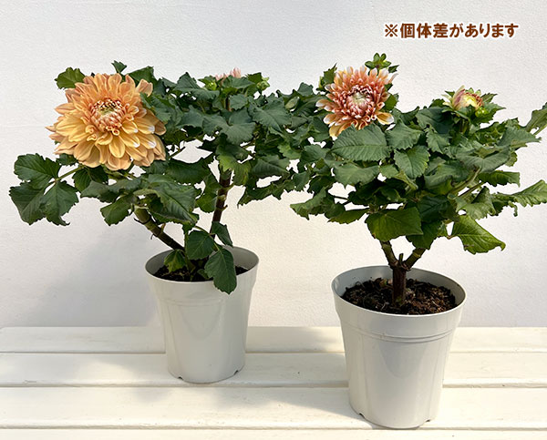 ダリア:リド5号鉢植えト