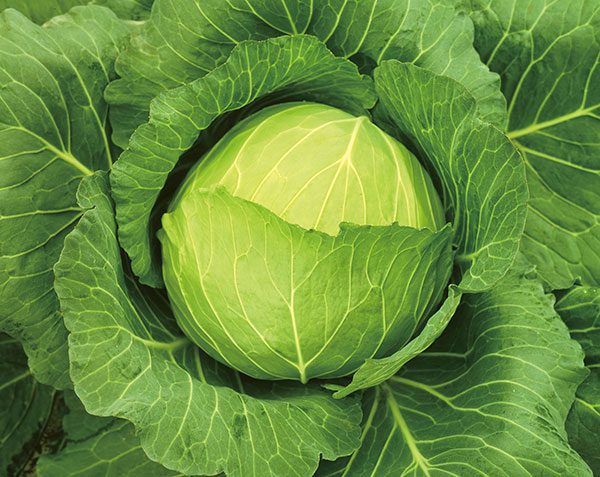 キャベツ：割れにくい やわうまキャベツ いろどり [春・夏まき 野菜タネ]*