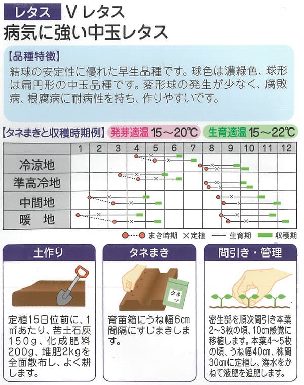 レタス：病気に強い Vレタス[春・夏まき 野菜タネ]*