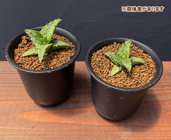 アロエ：カスティロニアエ（実生・ワイドリーフ系）　3号鉢植え