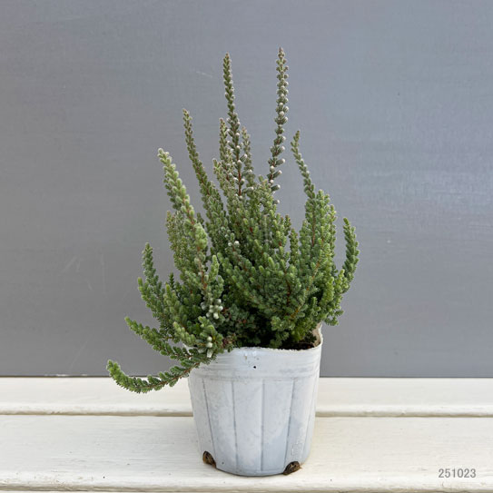 カルーナ：ジュエルドロップス　プラチナ3号ポット