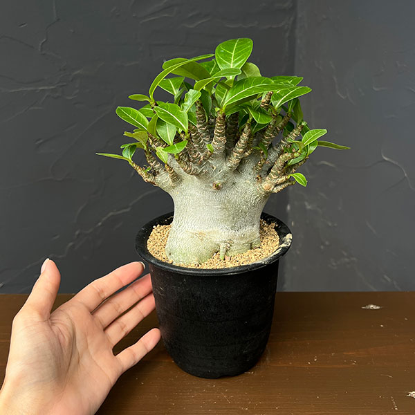 [ザ・ファームセレクト]アデニウム：アラビカムスーパードワーフ　4号鉢植え26-01