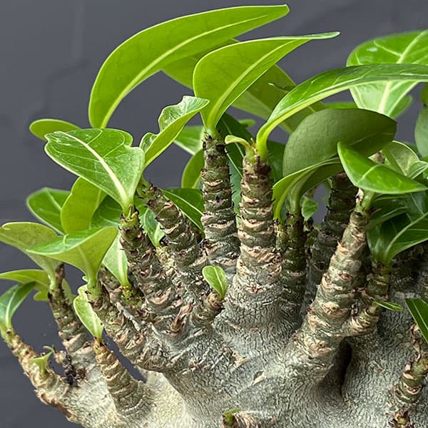 [ザ・ファームセレクト]アデニウム：アラビカムスーパードワーフ　4号鉢植え26-01